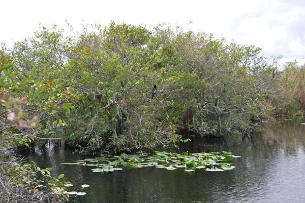 Tájkép Everglades Nemzeti Park Florida — Stock Fotó