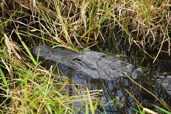 stock image Alligator in Everglades National Park, Florida