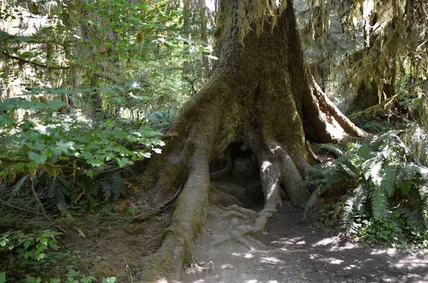 Washington Olimpiyat Ulusal Parkı Ndaki Hoh Yağmur Ormanı Nda Çürüyor — Stok fotoğraf