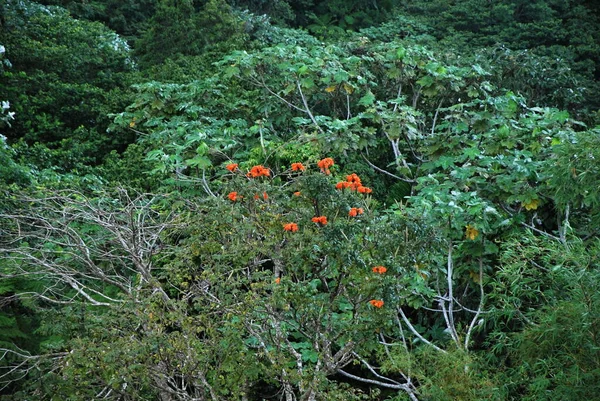 Τοπίο Στο Τροπικό Δάσος Yunque Στο Νησί Πουέρτο Ρίκο — Φωτογραφία Αρχείου