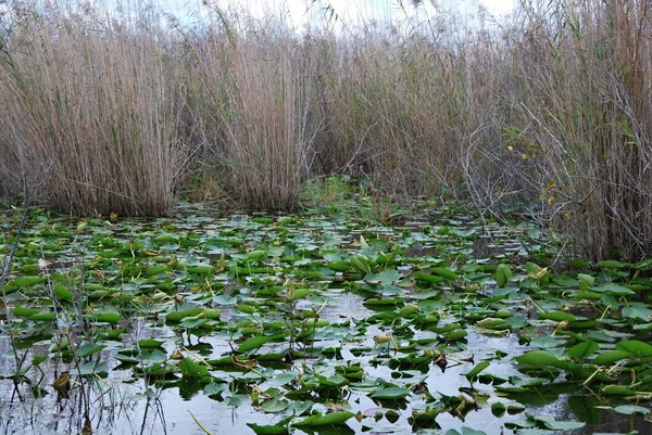 Vattenliljor Everglades Nationalpark Florida — Stockfoto