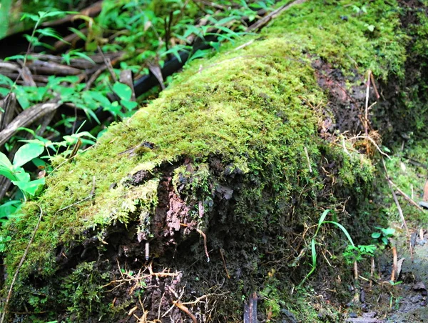 Bosco Yunque Foresta Pluviale Sull Isola Porto Rico — Foto Stock