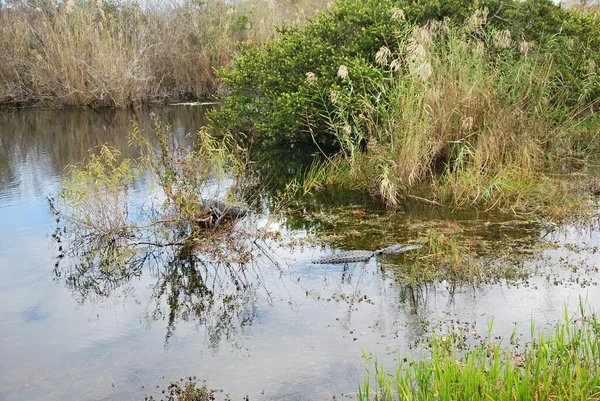 Alligatore Nel Parco Nazionale Delle Everglades Florida — Foto Stock