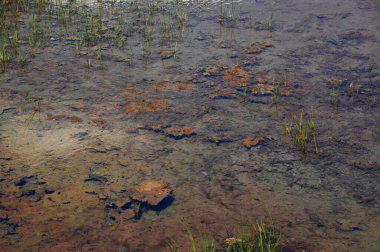 Stream in Mount Rainier National Park, Washington