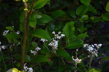 Washington 'daki Rainier Dağı Ulusal Parkı' ndaki Meadow.