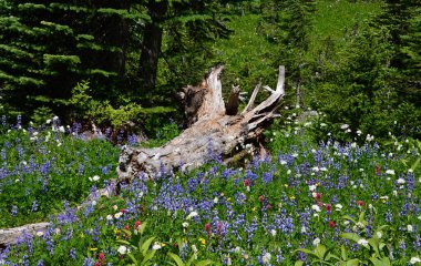 Washington 'daki Rainier Dağı Ulusal Parkı' ndaki Meadow.