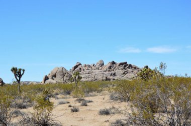 kayalar joshua tree national Park, Kaliforniya