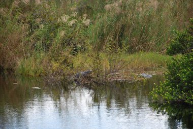 Everglades Ulusal Parkı, Florida