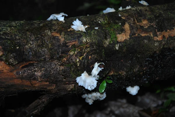 Cogumelos Yunqua Rain Forest Porto Rico — Fotografia de Stock