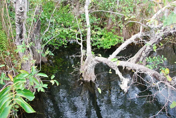 Lanskap Taman Nasional Everglades Florida — Stok Foto