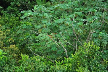Porto Riko Adası 'ndaki El Yunque Yağmur Ormanı' nda bitki yetiştirme
