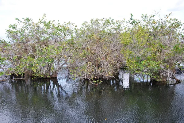 Krajobraz Parku Narodowym Everglades Floryda — Zdjęcie stockowe