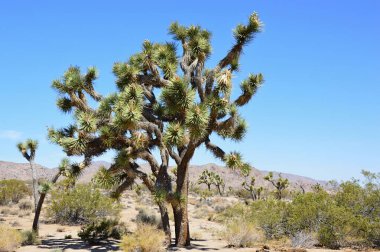 Joshua Tree Ulusal Parkı, Kaliforniya 'da bitki yetiştirme