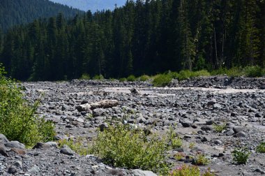 River in Mount Rainier Ulusal Parkı, Washington
