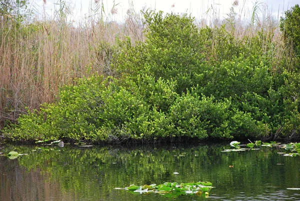 Paesaggio Nel Parco Nazionale Delle Everglades Florida — Foto Stock