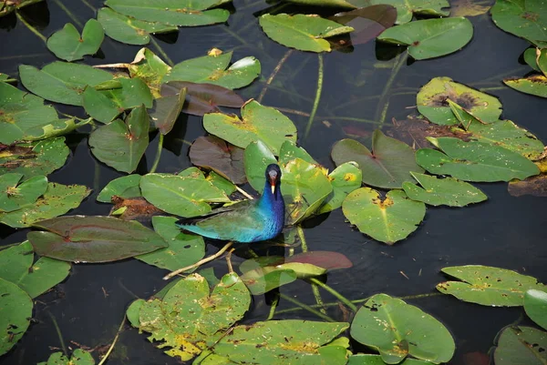 Vogel Everglades National Park Florida — Stockfoto