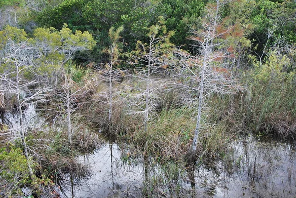 Krajina Národním Parku Everglades Florida — Stock fotografie