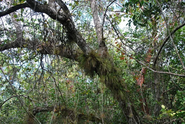 Paisaje Parque Nacional Everglades Florida —  Fotos de Stock