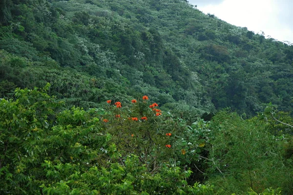 Пейзаж Тропическом Лесу Эль Юнке Острове Пуэрто Рико — стоковое фото