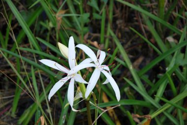 Everglades Ulusal Parkı, Florida