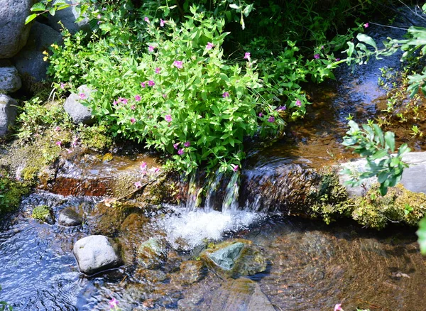 Stream Mount Rainier National Park Washington — Foto Stock