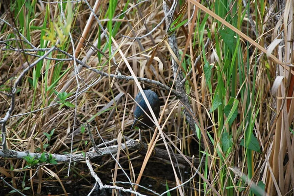 Aves Parque Nacional Everglades Florida — Foto de Stock