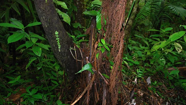 Landschap Yunque Regenwoud Het Eiland Puerto Rico — Stockfoto
