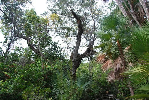 Τοπίο Στο Εθνικό Πάρκο Everglades Φλόριντα — Φωτογραφία Αρχείου