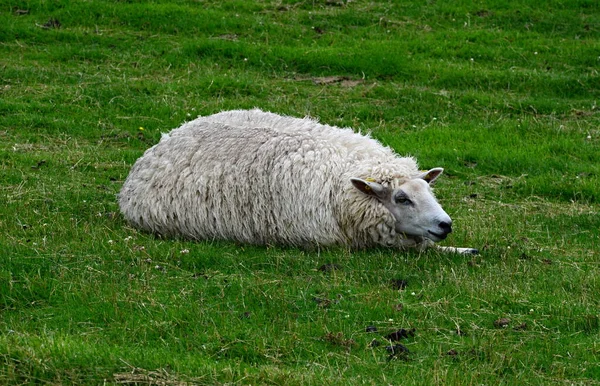 シュレースヴィヒ フスム州の北海での羊 Holstein — ストック写真
