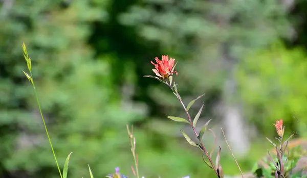 Kwiat Kwiatu Parku Narodowym Mount Rainier Waszyngton — Zdjęcie stockowe