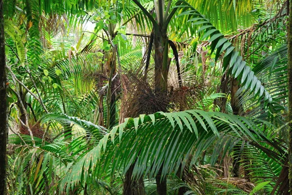 Tanaman Yunque Rain Forest Pulau Puerto Rico — Stok Foto