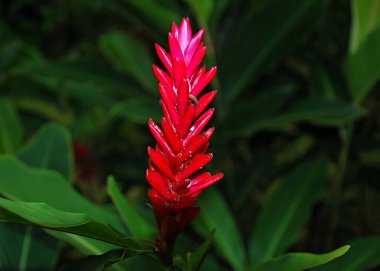 Porto Riko Adası 'ndaki El Yunque Yağmur Ormanı' nda bitki yetiştirme