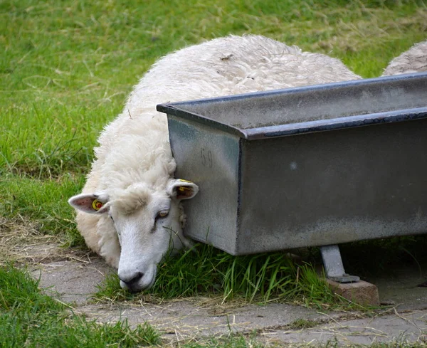 Πρόβατα Στο Levee Στη Βόρεια Θάλασσα Στην Πόλη Husum Schleswig — Φωτογραφία Αρχείου