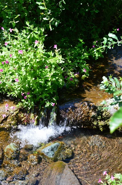 Stream Nel Parco Nazionale Mount Rainier Washington — Foto Stock