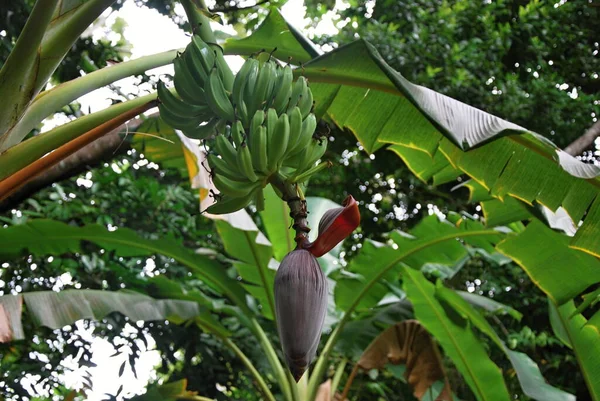 Plant Yunque Regenwoud Het Eiland Puerto Rico — Stockfoto