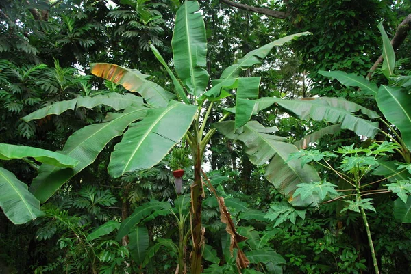 Φυτό Στο Τροπικό Δάσος Yunque Στο Νησί Πουέρτο Ρίκο — Φωτογραφία Αρχείου