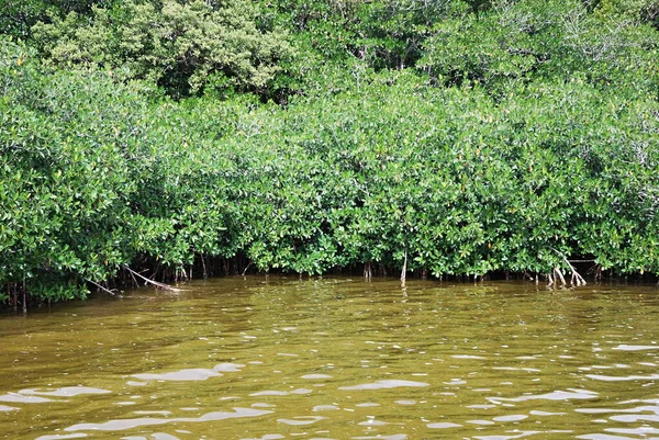 Lanskap Rawa Taman Nasional Everglades Florida — Stok Foto