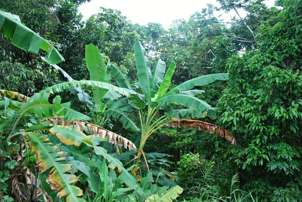 Planta Bosque Lluvioso Yunque Isla Puerto Rico —  Fotos de Stock