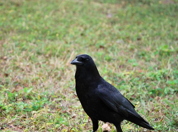 Corbeau Dans Everglades National Park Floride — Photo