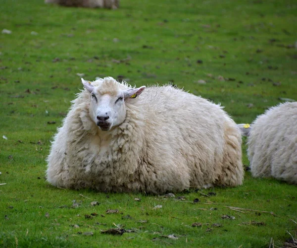 Moutons Sur Digue Mer Nord Dans Ville Husum Schleswig Holstein — Photo