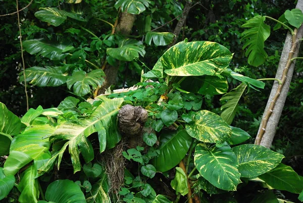 Φυτό Στο Yunque Rain Forest Στο Νησί Πουέρτο Ρίκο — Φωτογραφία Αρχείου
