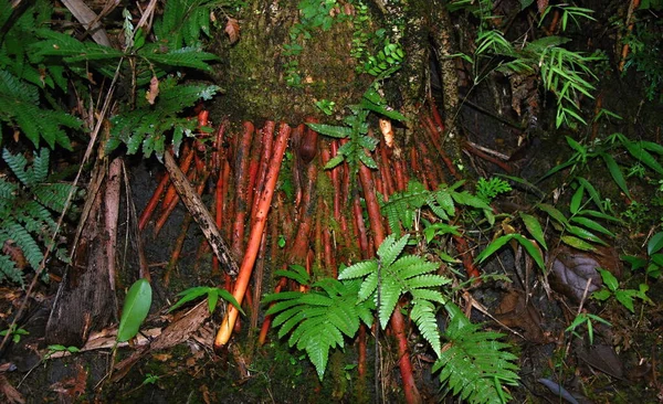 Roots Yunque Rain Forest Island Puerto Rico — Stok Foto