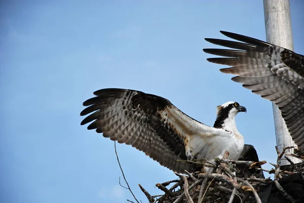 Osprey Parque Nacional Everglades Florida —  Fotos de Stock