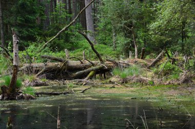 Fen Grundlose Mağribi, Walsrode, Aşağı Saksonya 'da Baharda manzara