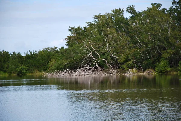Krajobraz Parku Narodowym Everglades Floryda — Zdjęcie stockowe