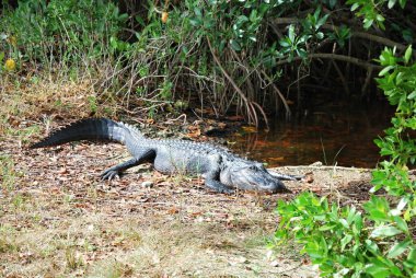 Timsah everglades Ulusal Park, florida