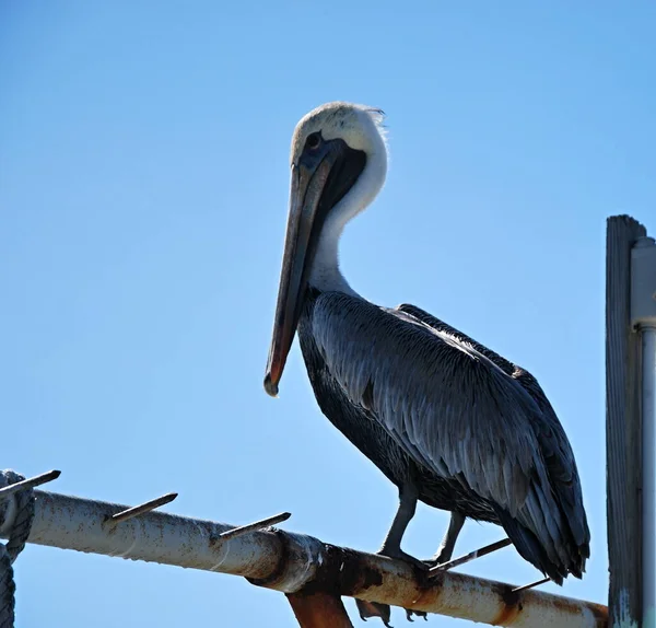 Pelican Overseas Highwy Sur Les Clés Floride — Photo