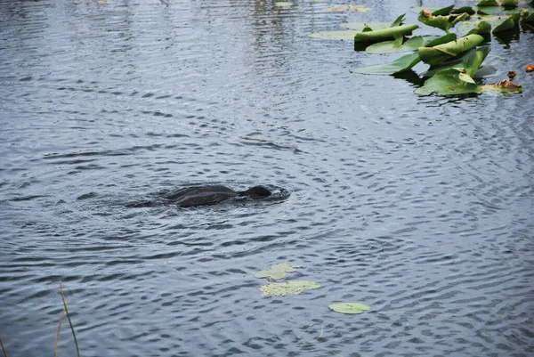Alligator Everglades Nationalpark Florida — Stockfoto