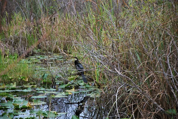 Caça Anhinga Bird Parque Nacional Everglades Flórida — Fotografia de Stock