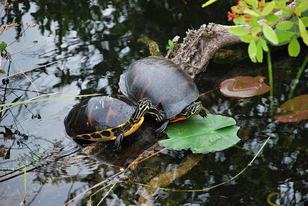 Kaplumbağalar Everglades Ulusal Parkı, Florida